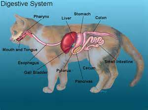 Canine gi clearance tract