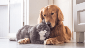 Animal years to human years