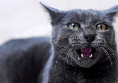 Explaining Cat Behavior: Why is My Cat Growling?