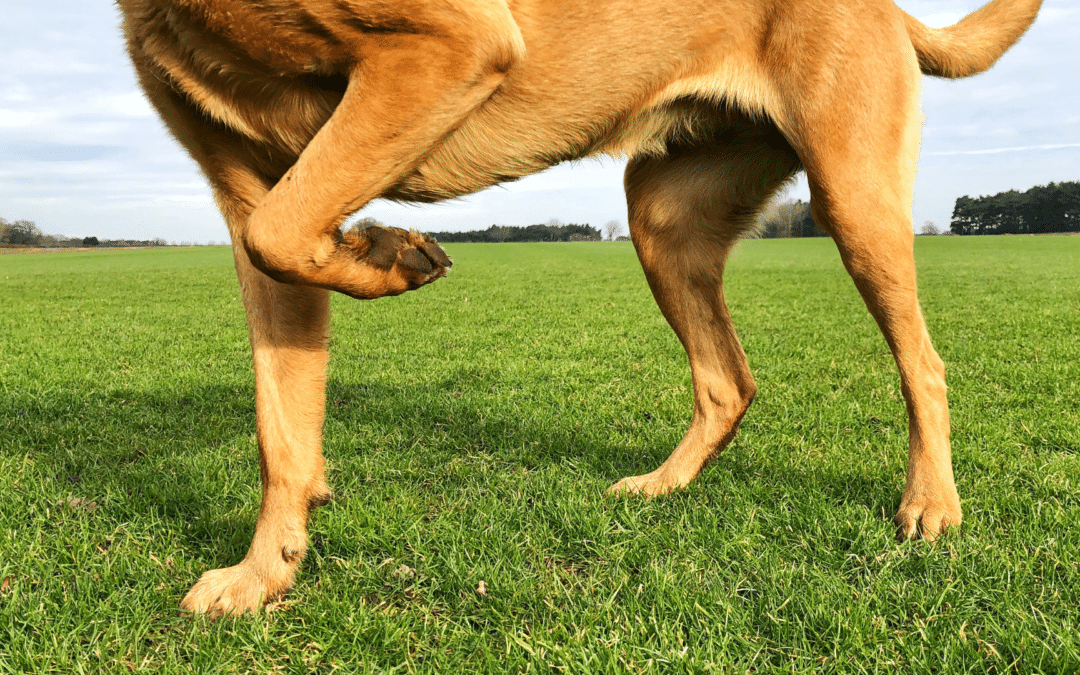 Looking for the Best Hip & Joint Supplement for Your Dog? Search No Further!