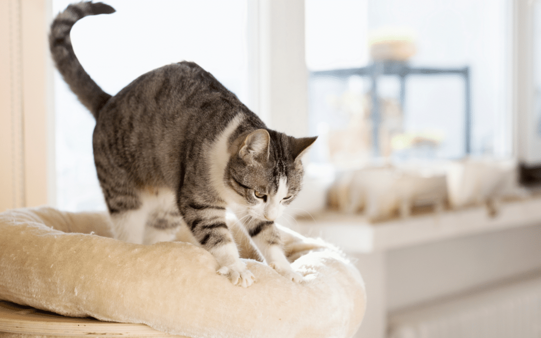 Explaining Cat Behavior: Why Do Cats Make Biscuits?