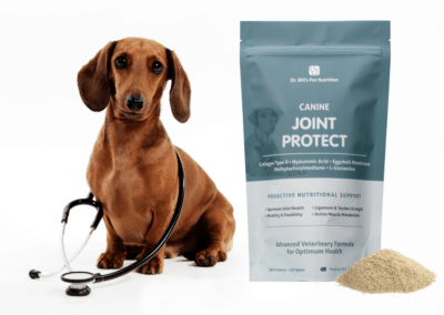 How to Protect Your Dog from Joint Pain
