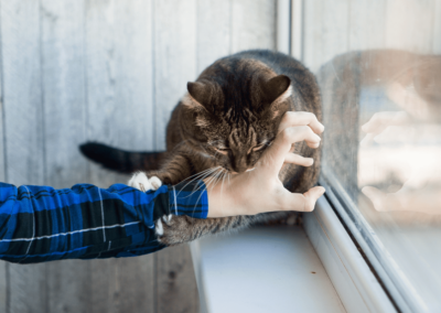 Explaining Cat Behavior: Why Does My Cat Bite Me Unprovoked?