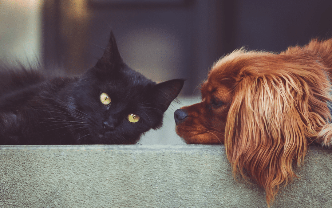Are Cats Smarter Than Dogs? Explaining Cognitive Differences in Pets