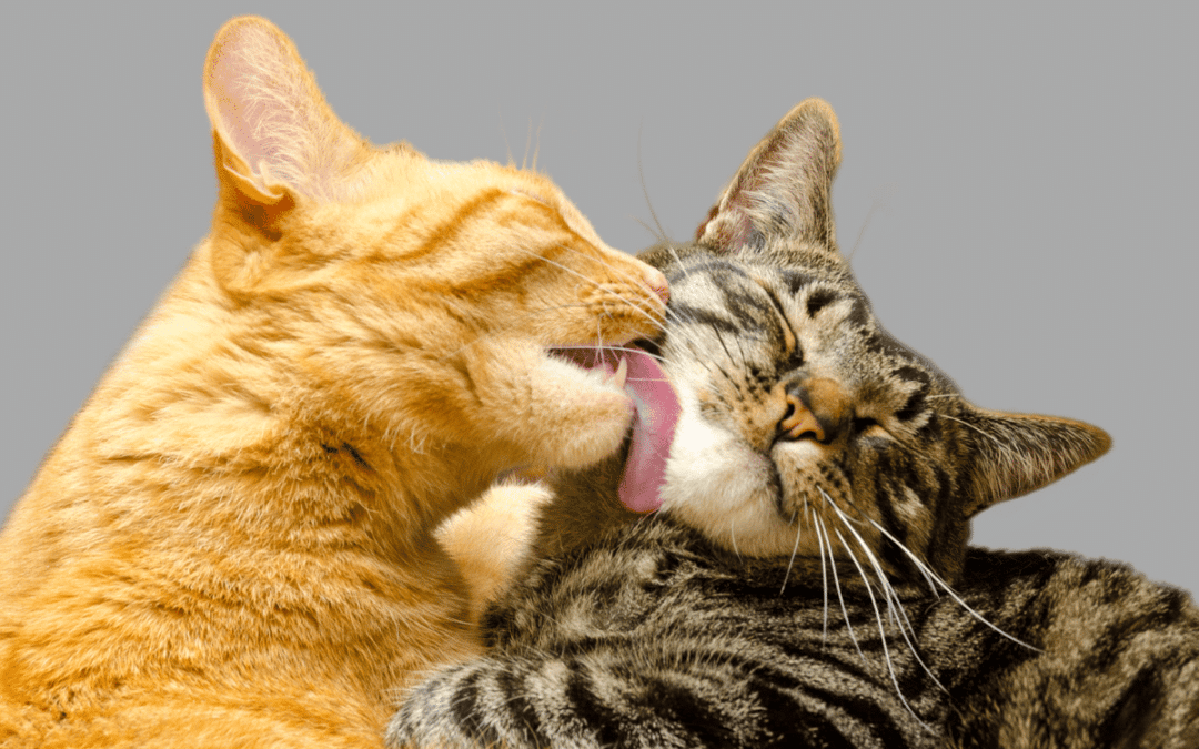 25 Fascinating Facts About Cats