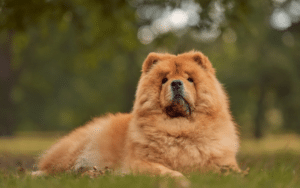 Chow Chow