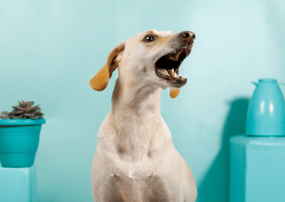Understanding What Your Dog’s Barking Really Means
