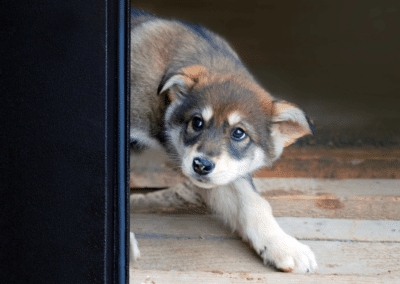 How to Improve Your Dog’s Separation Anxiety