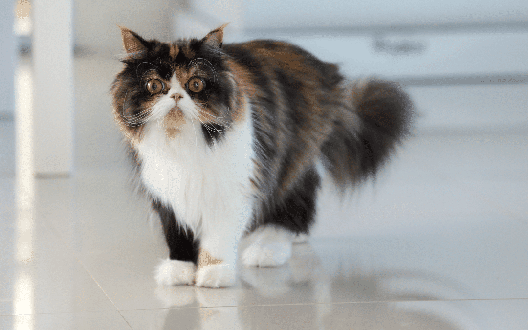 Cat Breed Spotlight: Persian Cats