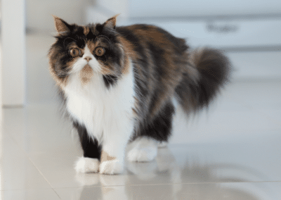 Cat Breed Spotlight: Persian Cats