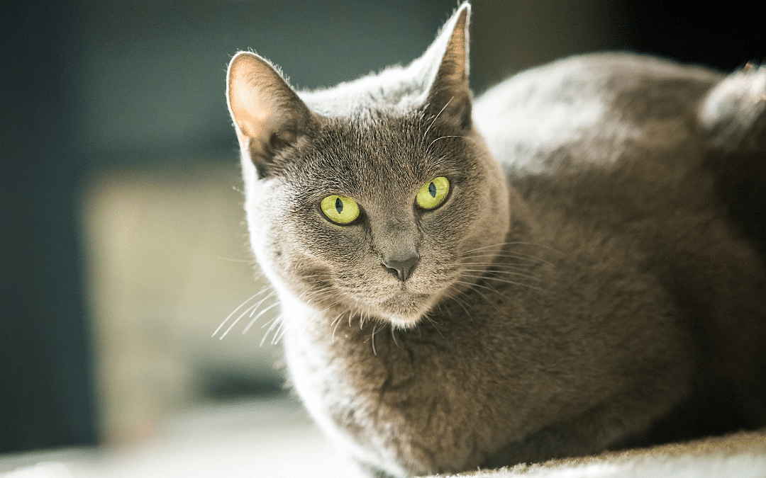 Cat Breed Spotlight: Russian Blue