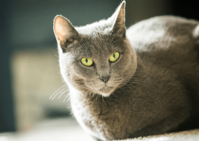 Cat Breed Spotlight: Russian Blue