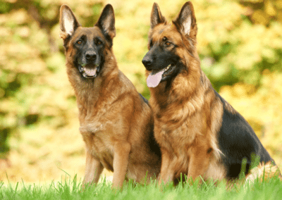 Dog Breed Spotlight: German Shepherd