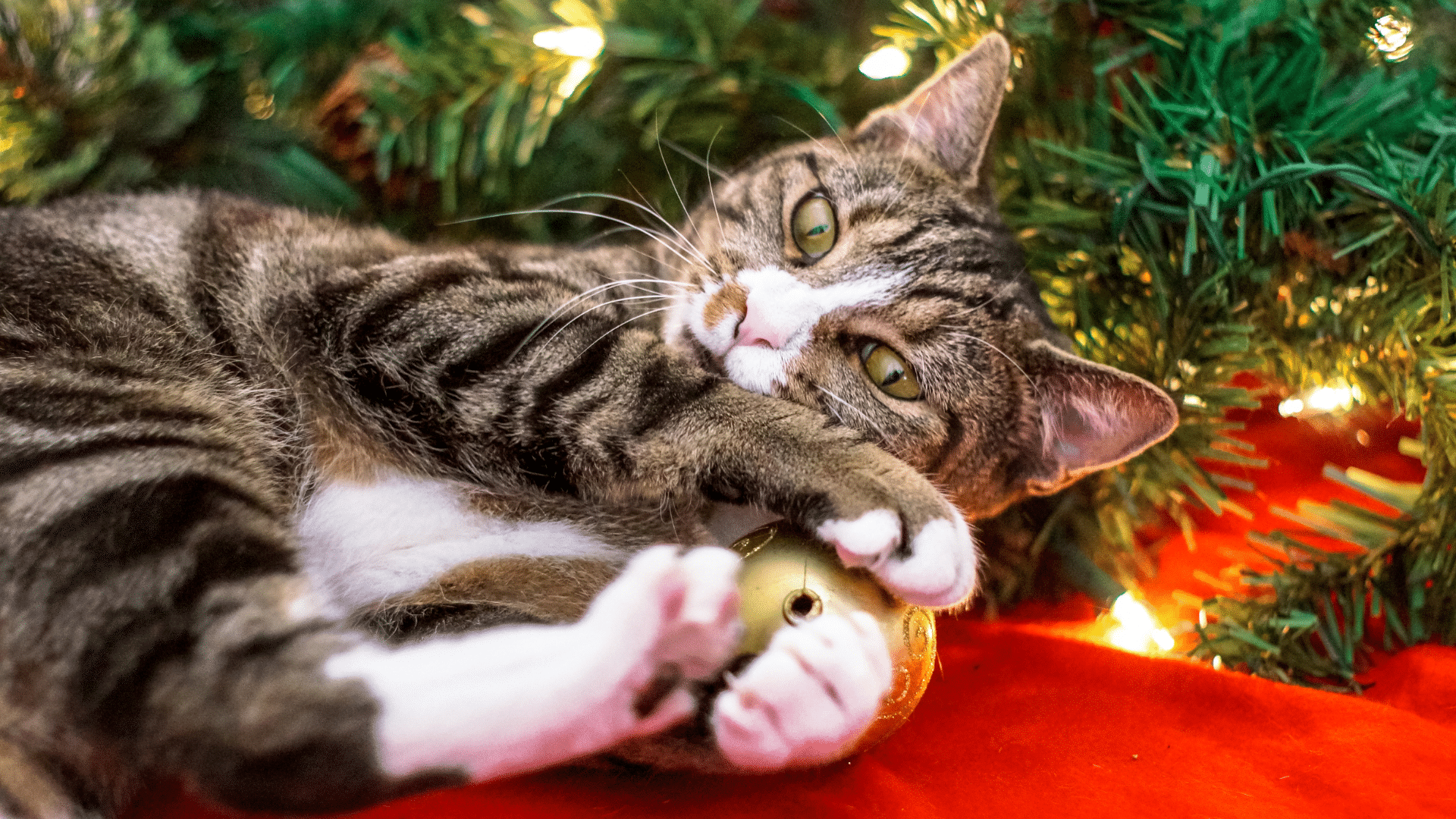 How to keep your cat out of the Christmas tree