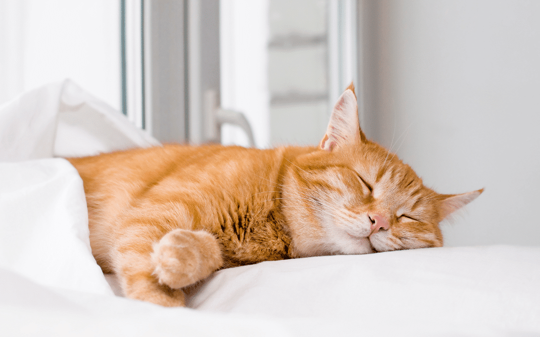 Explaining Cat Behavior: Why Do Cats Sleep So Much?