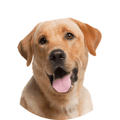 Golden Lab Adult Dog