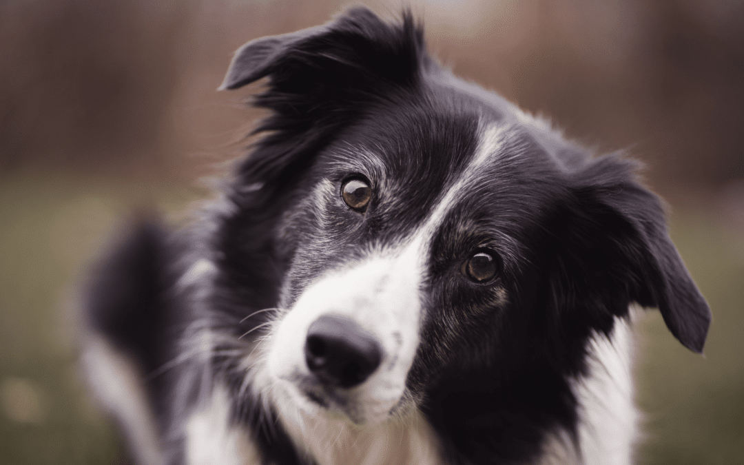 Dog Breed Spotlight: Border Collie