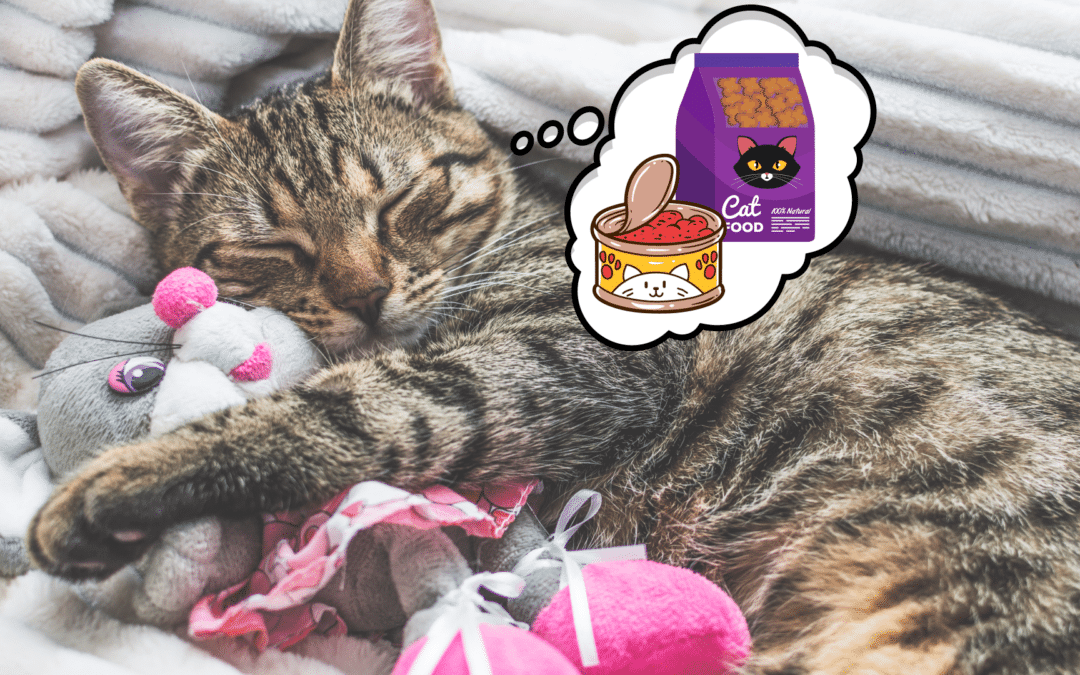 Do Cats Dream? And, If So, What Do Cats Dream About?