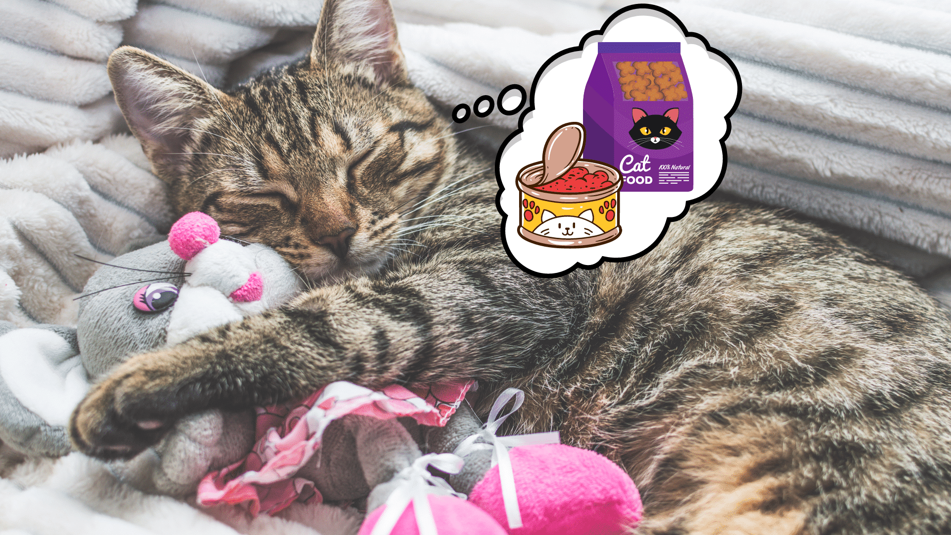 Do cats dream