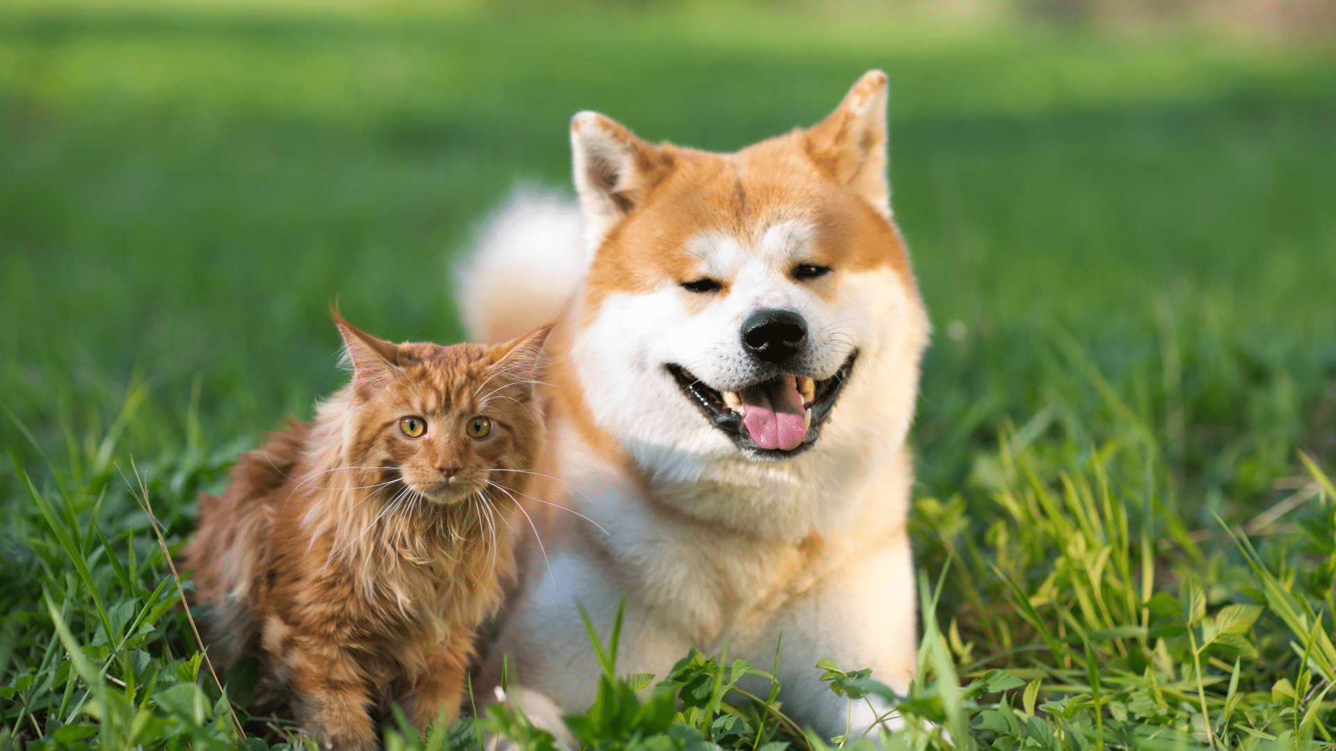 Do dogs sweat