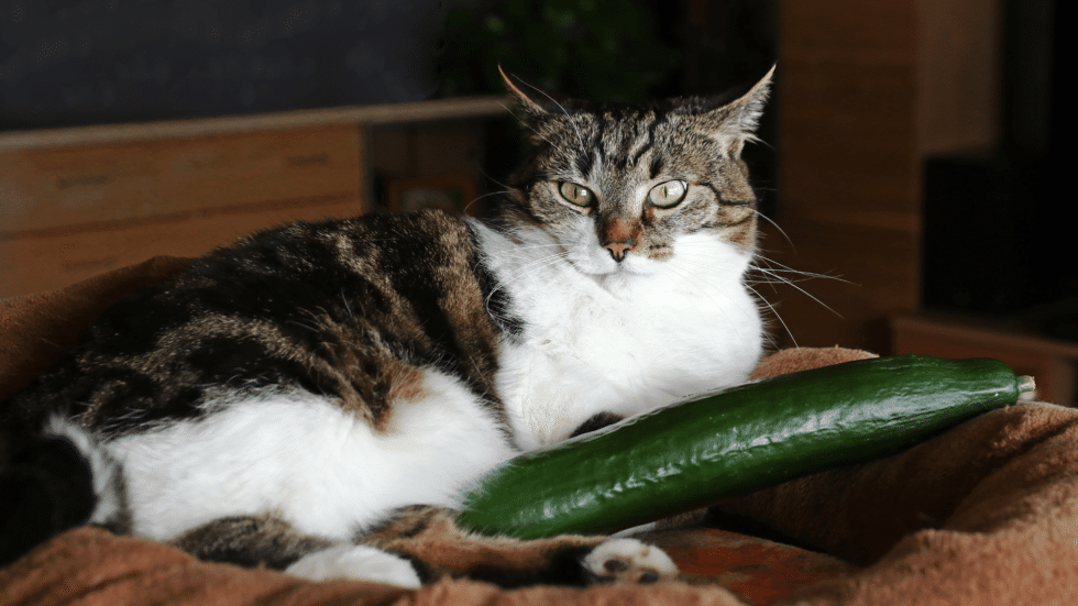 Explaining Cat Behavior: Why Are Cats Afraid of Cucumbers? - Dr. Bill's ...