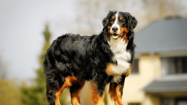 Dog Breed Spotlight: Bernese Mountain Dog