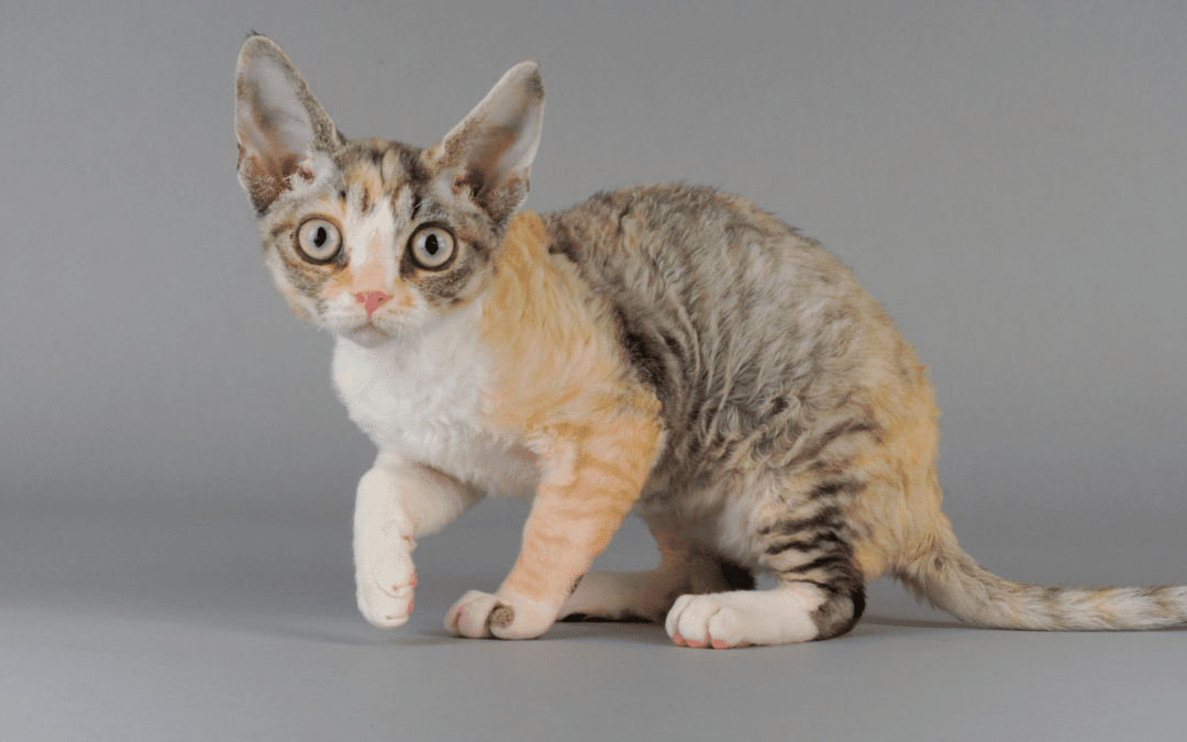 Cat Breed Spotlight: Devon Rex