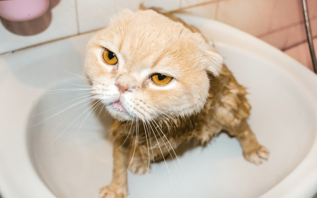 Explaining Cat Behavior: Why Do Cats Hate Water?