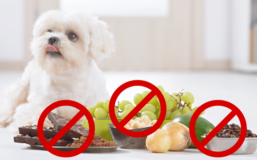 Top 10 Most Toxic Foods for Dogs