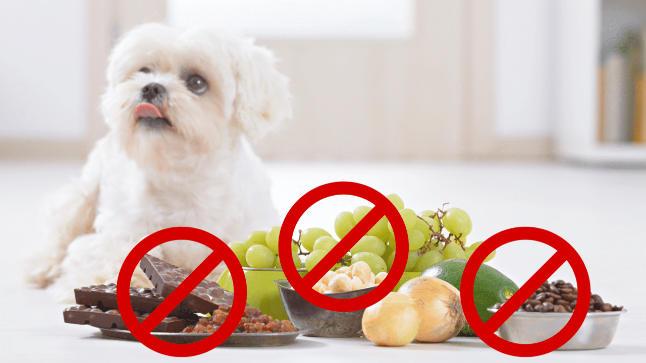 Top 10 Most Toxic Foods for Dogs - Dr. Bill's Pet Nutrition CA - Juice That'S Toxic To Puppies