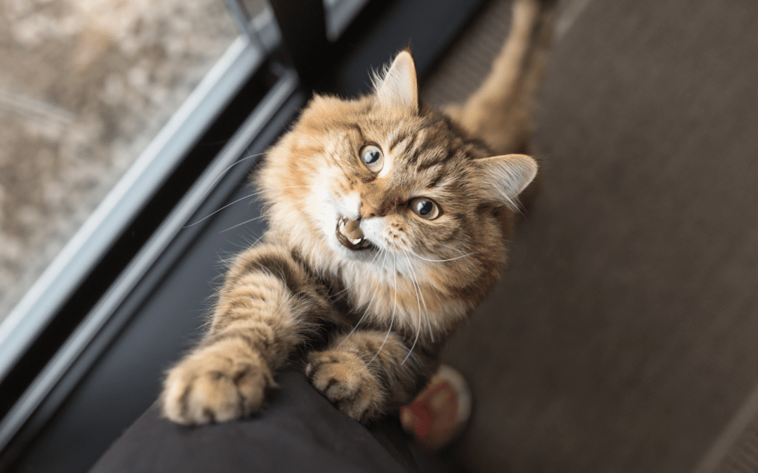 How to Improve Your Cat’s Separation Anxiety