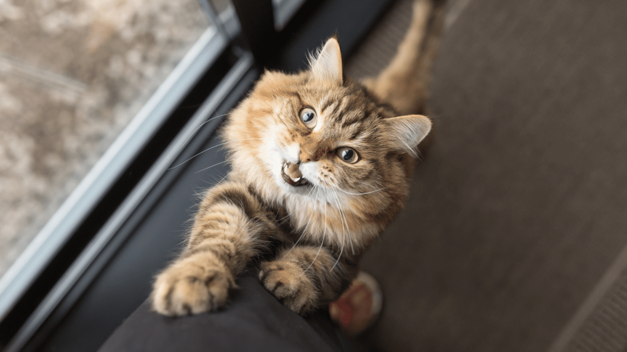 How to Improve Your Cat's Separation Anxiety - Dr. Bill's Pet Nutrition CA