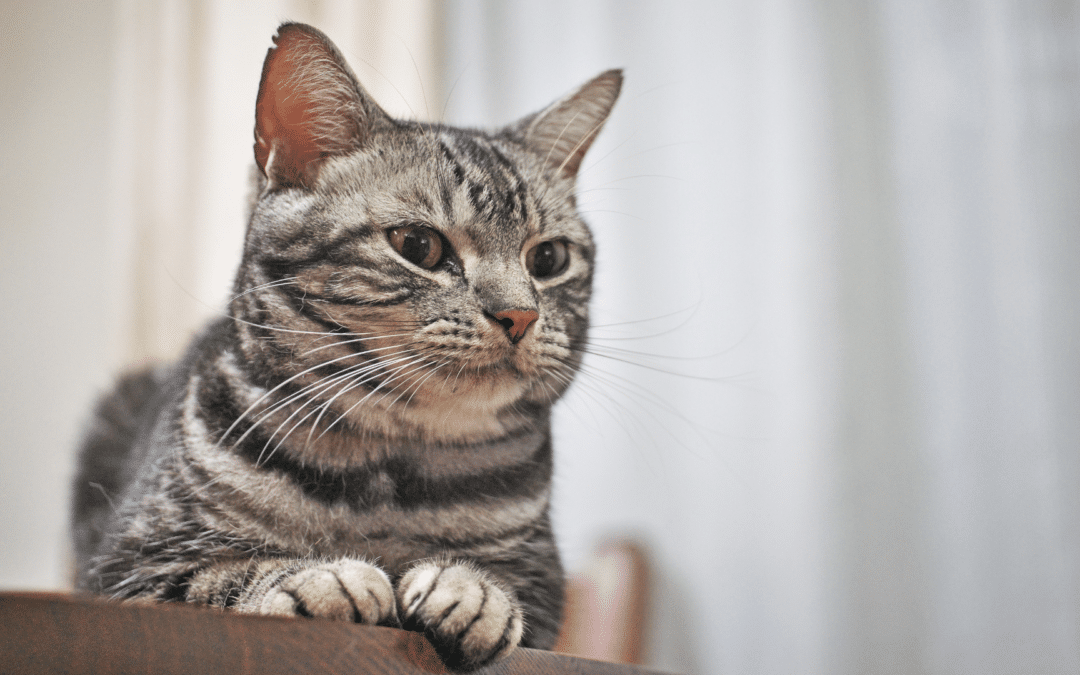 Cat Breed Spotlight: American Shorthair