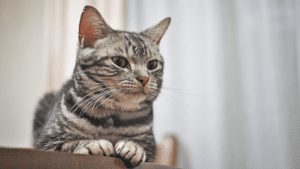 American Shorthair
