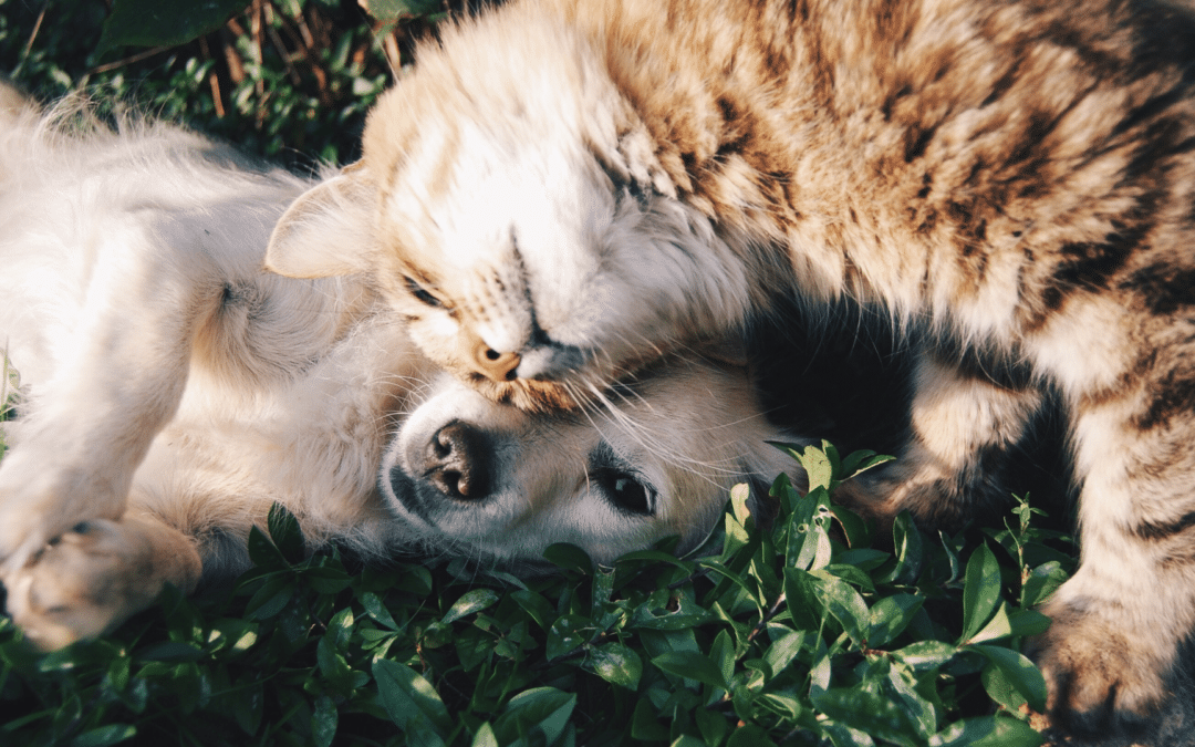 Cats Vs. Dogs: Who Has the Best Sense of Smell?