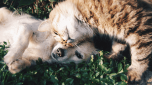 Cats vs dogs