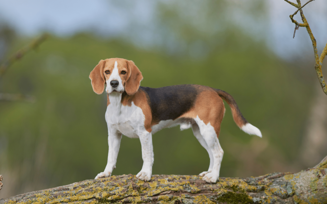 Dog Breed Spotlight: Beagle