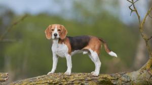 Beagle