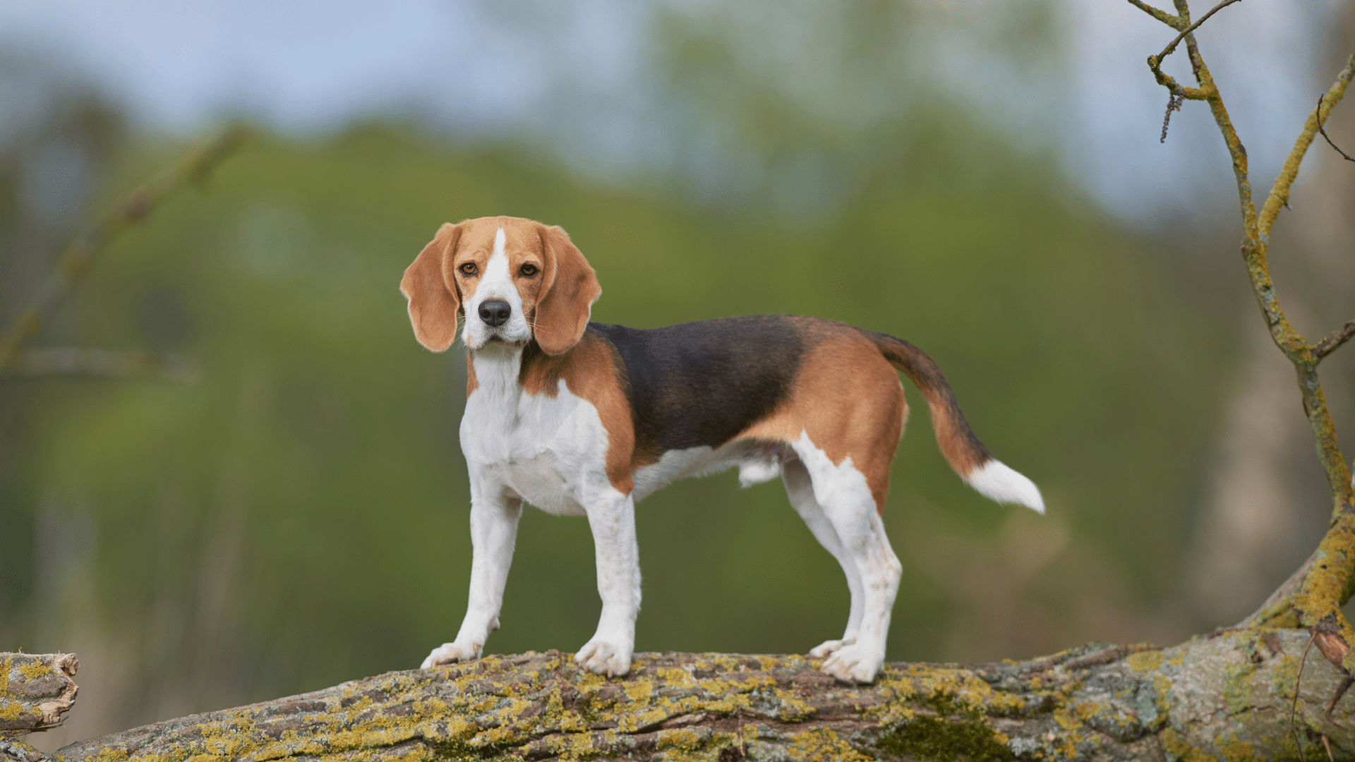 Beagle