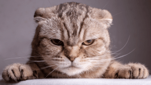 Cat behavior