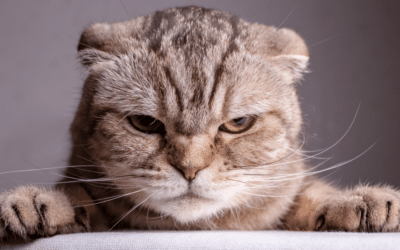 Common Cat Behavior Problems and How to Address Them