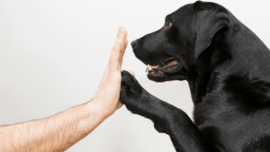 Tricks to teach your dog