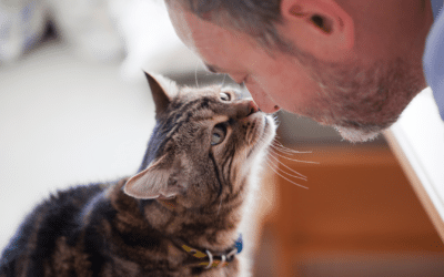 7 Signs That Your Cat Loves You