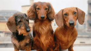 Dachshund