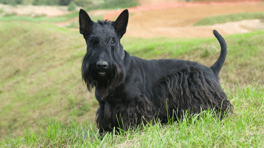 Dog Breed Spotlight: Scottish Terrier