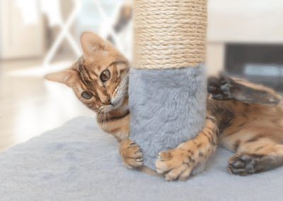 Why Do Cats Scratch? Reasons for This Common Feline Behavior