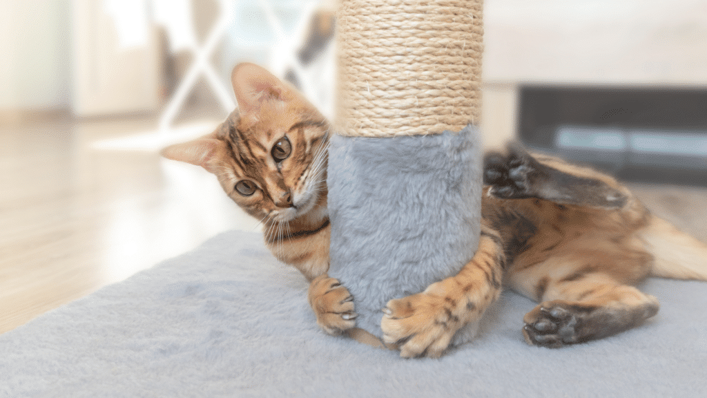 Why do cats scratch