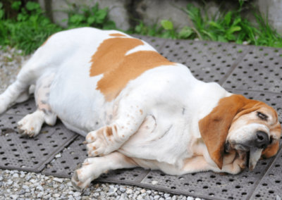 The Impact of Canine Obesity & How to Help Your Dog Lose Weight