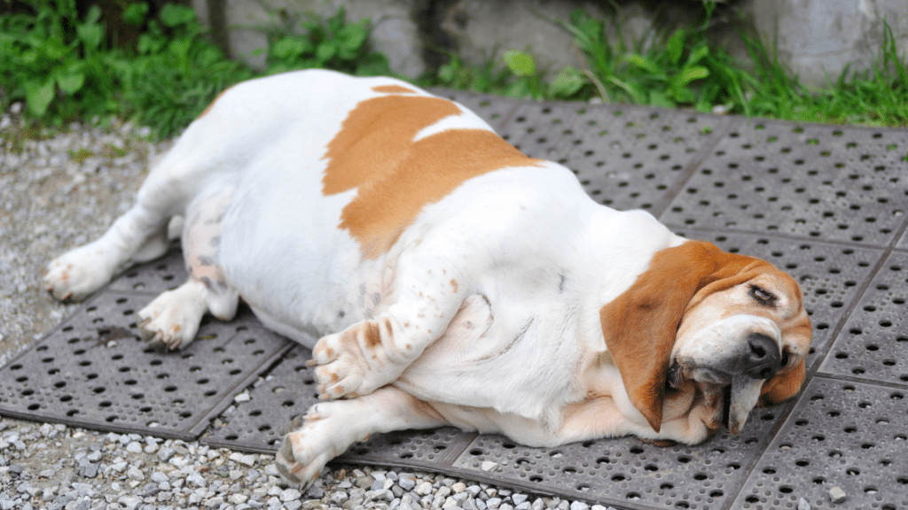 The Impact of Canine Obesity & How to Help Your Dog Lose Weight