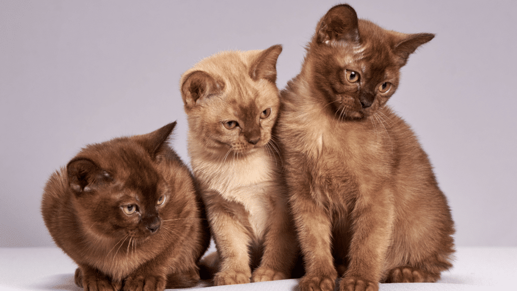 Burmese cat